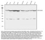 Anti-Hsp90 beta/HSP90AB1 Antibody Picoband®