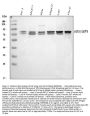 Anti-GRP78 BiP/HSPA5 Antibody Picoband®