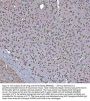 Anti-GRP78 BiP/HSPA5 Antibody Picoband®