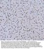 Anti-GRP78 BiP/HSPA5 Antibody Picoband®