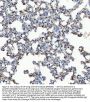 Anti-GRP78 BiP/HSPA5 Antibody Picoband®