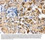 Anti-Hsc70/HSPA8 Antibody Picoband®
