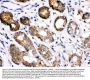 Anti-Hsc70/HSPA8 Antibody Picoband®