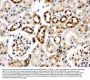 Anti-Hsc70/HSPA8 Antibody Picoband®