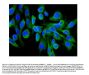 Anti-Hsc70/HSPA8 Antibody Picoband®