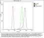 Anti-Hsc70/HSPA8 Antibody Picoband®