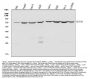 Anti-Hsc70/HSPA8 Antibody Picoband®