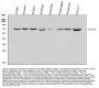 Anti-Hsc70/HSPA8 Antibody Picoband®