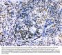 Anti-Ikaros/IKZF1 Antibody Picoband®