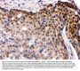 Anti-IRF5 Antibody Picoband®