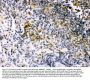 Anti-IRF5 Antibody Picoband®