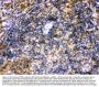 Anti-IRF5 Antibody Picoband®