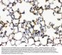 Anti-CD41/Integrin alpha 2b/ITGA2B Antibody Picoband®
