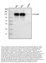 Anti-CD41/Integrin alpha 2b/ITGA2B Antibody Picoband®