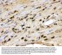 Anti-S100A9 Antibody Picoband®