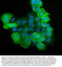 Anti-S100A9 Antibody Picoband®