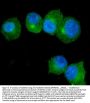 Anti-S100A9 Antibody Picoband®