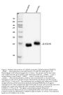 Anti-S100A9 Antibody Picoband®