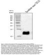Anti-IP10/CXCL10 Antibody Picoband®