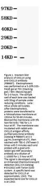 Anti-BCA1/CXCL13 Antibody Picoband®
