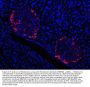 Anti-Prealbumin/TTR Antibody Picoband®