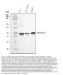 Anti-MEK3/MAP2K3 Antibody Picoband®