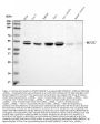 Anti-MEK7/MAP2K7 Antibody Picoband®