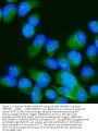 Anti-MEK7/MAP2K7 Antibody Picoband®