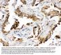 Anti-PGRMC1 Antibody Picoband®