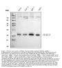 Anti-RAB13 Antibody Picoband®