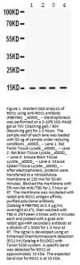 Anti-ROC1/RBX1 Antibody Picoband®