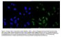 Anti-ROC1/RBX1 Antibody Picoband®
