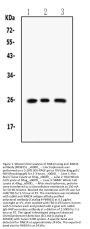 Anti-RAB14 Antibody Picoband®
