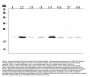 Anti-RAP1A Antibody Picoband®
