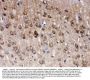 Anti-PGP9.5/UCHL1 Antibody Picoband®