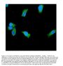 Anti-PGP9.5/UCHL1 Antibody Picoband®