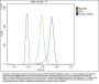 Anti-PGP9.5/UCHL1 Antibody Picoband®