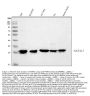 Anti-PGP9.5/UCHL1 Antibody Picoband®