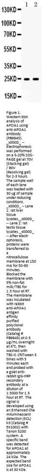 Anti-Apolipoprotein A I/APOA1 Antibody Picoband®