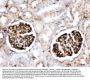 Anti-Apolipoprotein A I/APOA1 Antibody Picoband®
