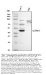 Anti-CD14 Antibody Picoband®