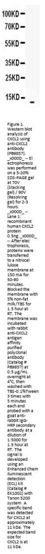 Anti-CXCL2 Antibody Picoband®