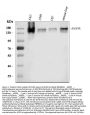 Anti-EGFR Antibody Picoband®