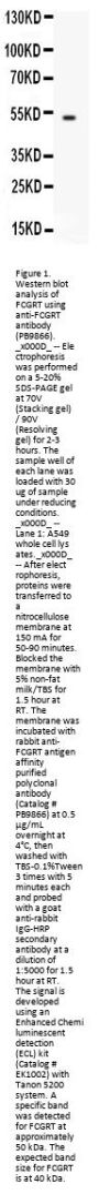 Anti-FCGRT Antibody Picoband®