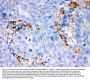 Anti-FCGRT Antibody Picoband®