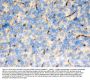 Anti-FCGRT Antibody Picoband®
