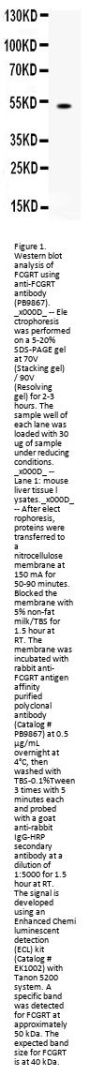 Anti-FCGRT Antibody Picoband®