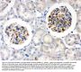 Anti-Nestin Antibody Picoband®