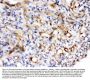 Anti-Nestin Antibody Picoband®
