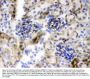 Anti-Nestin Antibody Picoband®